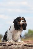 CAVALIER KING CHARLES 150